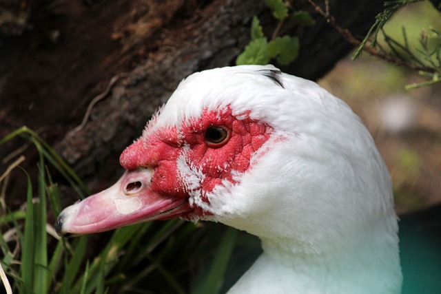 小球战术已 小球战术已