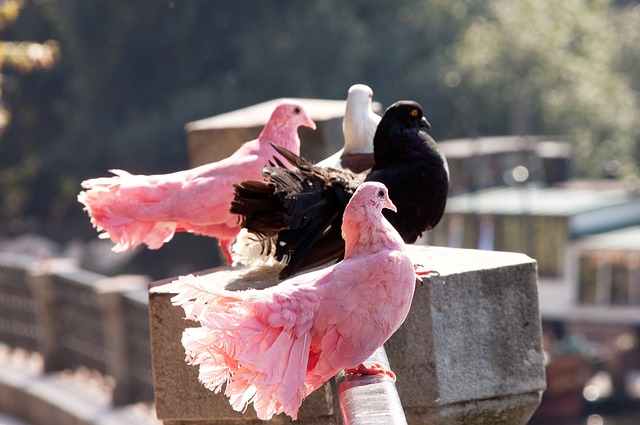 不挠的拼搏 不挠的拼搏