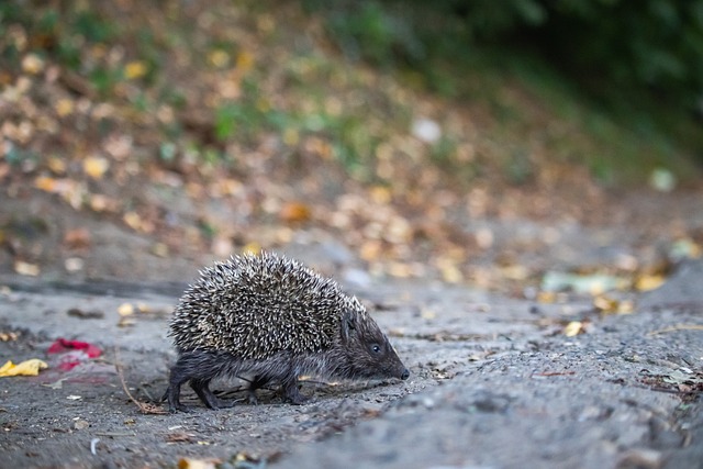 血與感動 血與感動
